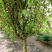 木瓜树261~300cm