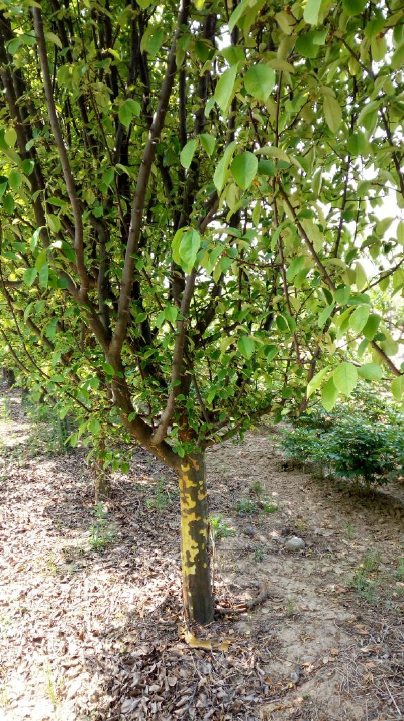 木瓜树261~300cm
