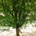 木瓜树261~300cm
