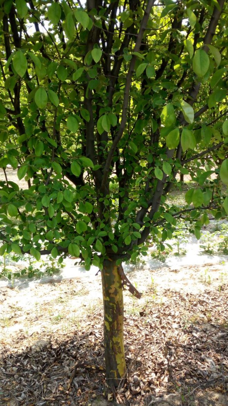 木瓜树261~300cm