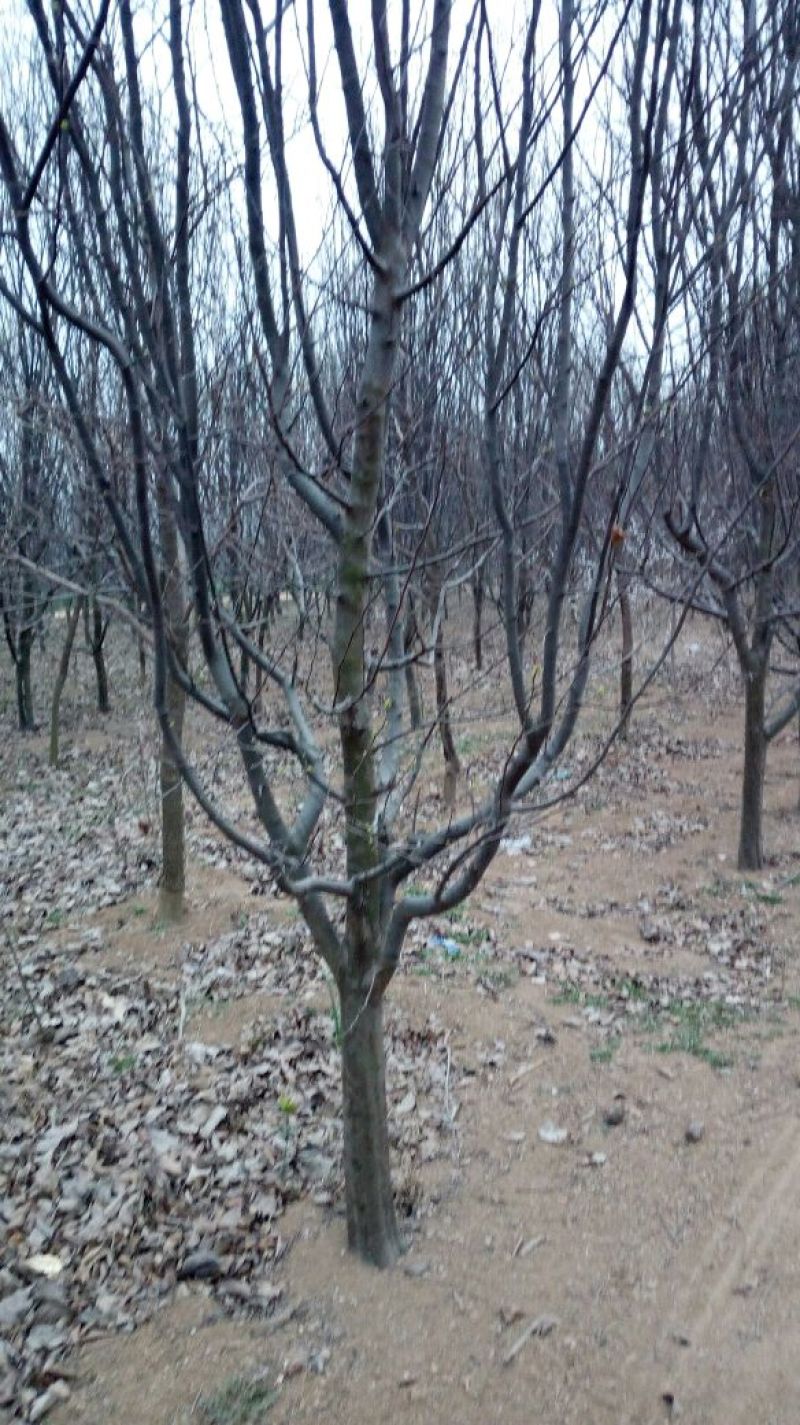 木瓜树261~300cm