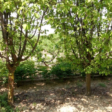 木瓜树261~300cm