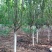 木瓜树261~300cm