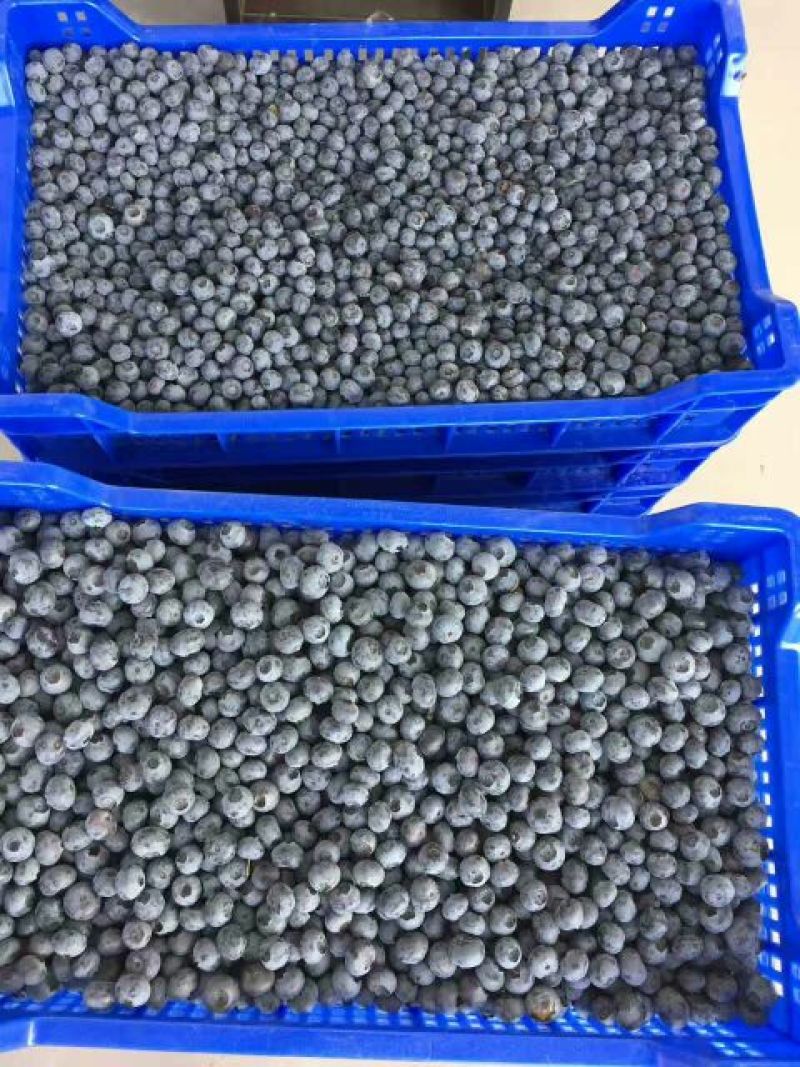 蓝丰蓝莓鲜果10~12mm以上