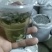 藤茶优质保健养生藤茶莓茶