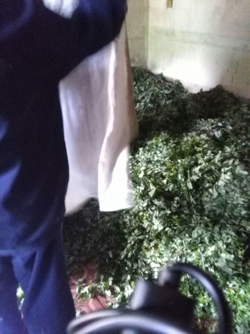 藤茶优质保健养生藤茶莓茶