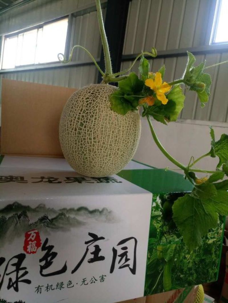 网纹瓜2斤以上椭圆形