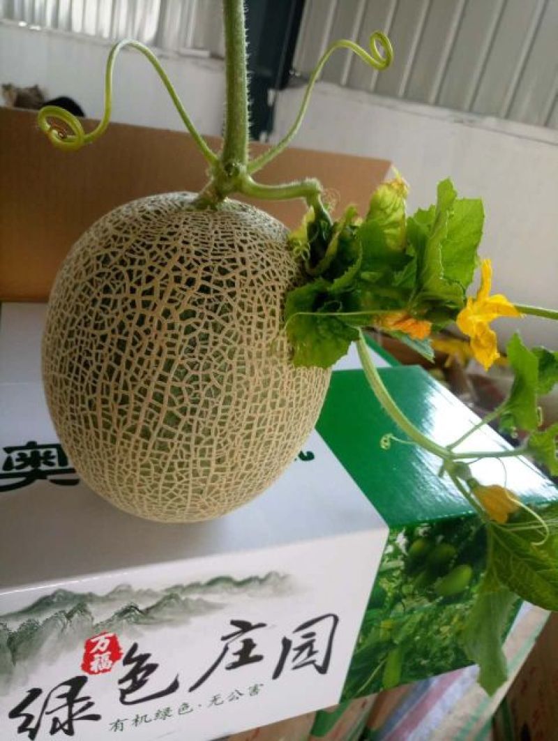 网纹瓜2斤以上椭圆形