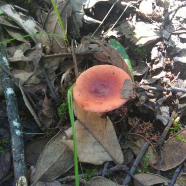 野生菌特级