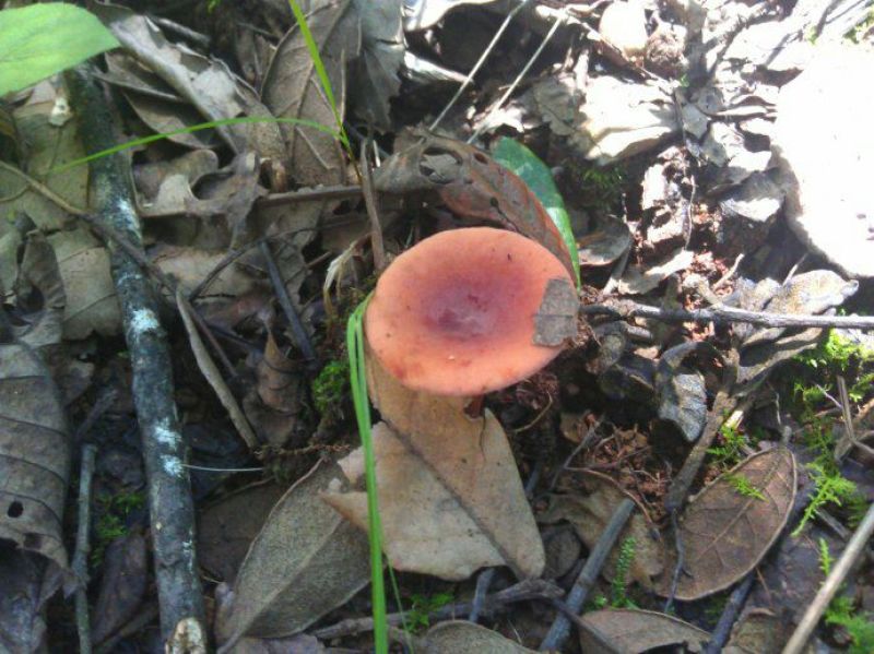 野生菌特级