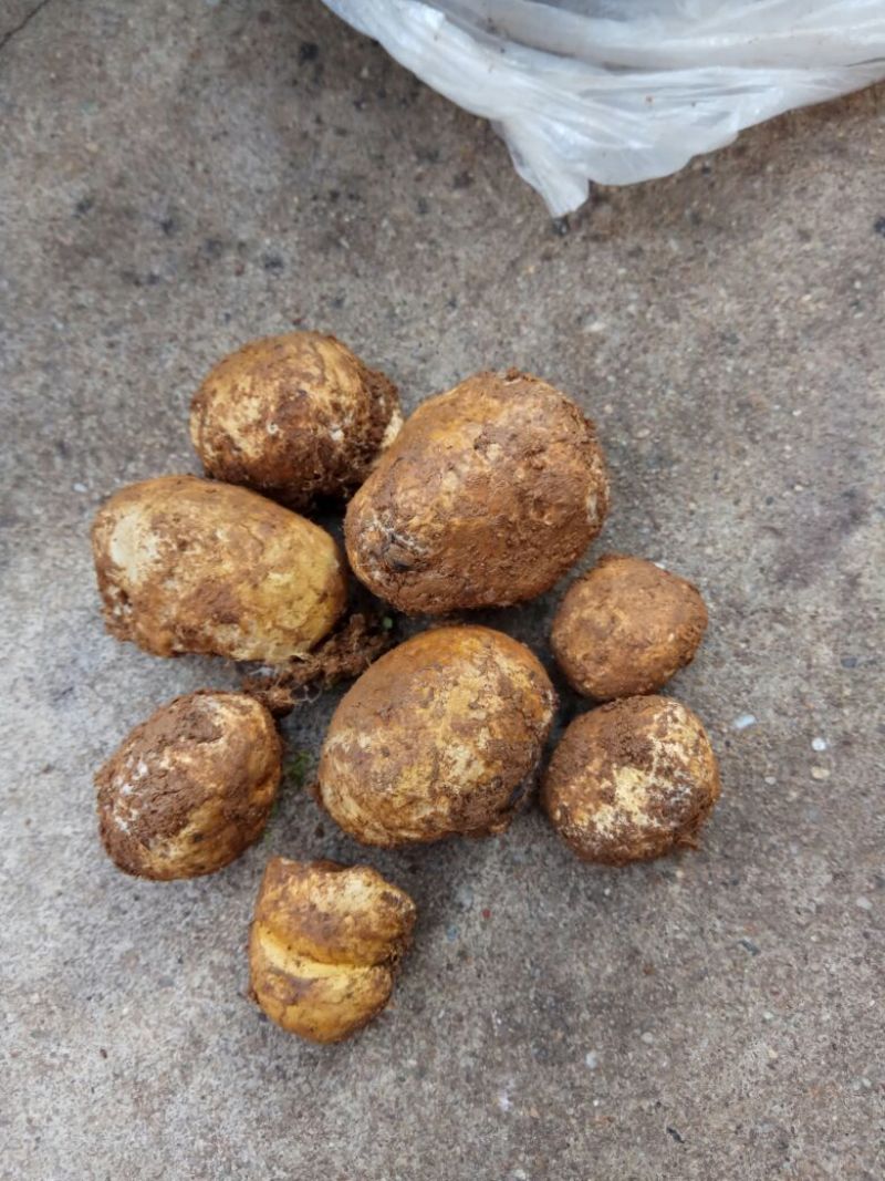 野生菌特级