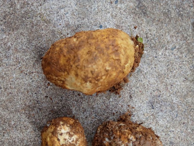 野生菌特级