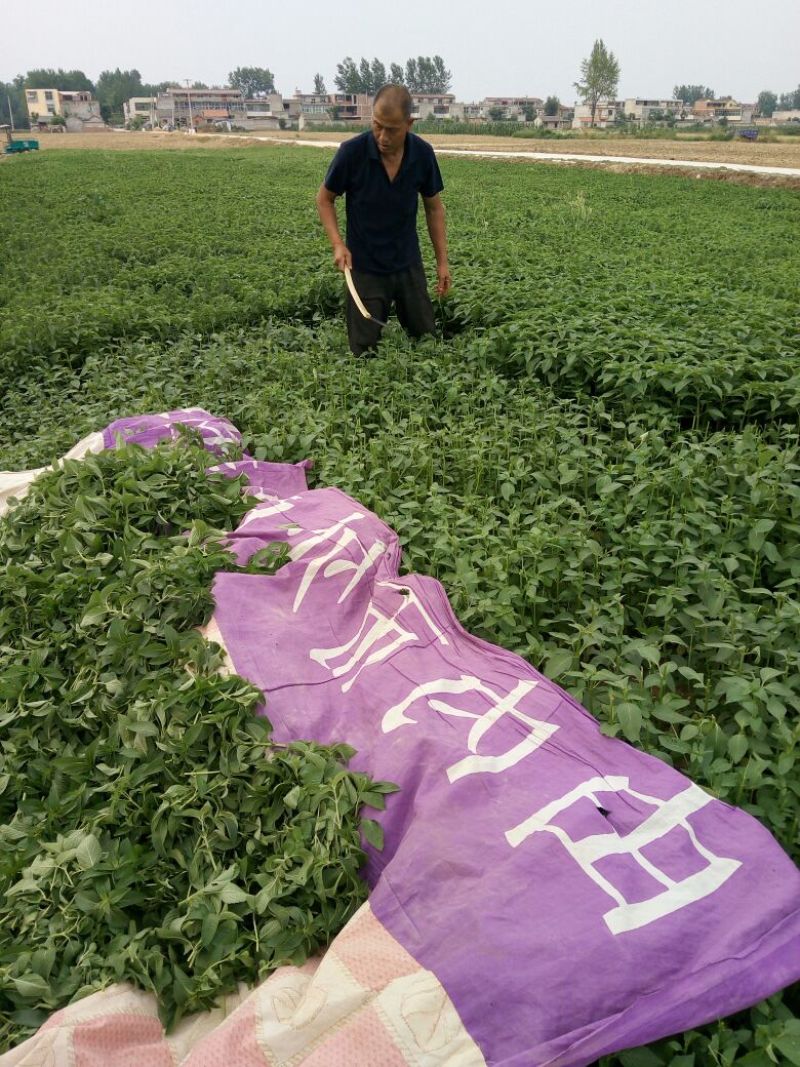 薄荷叶统