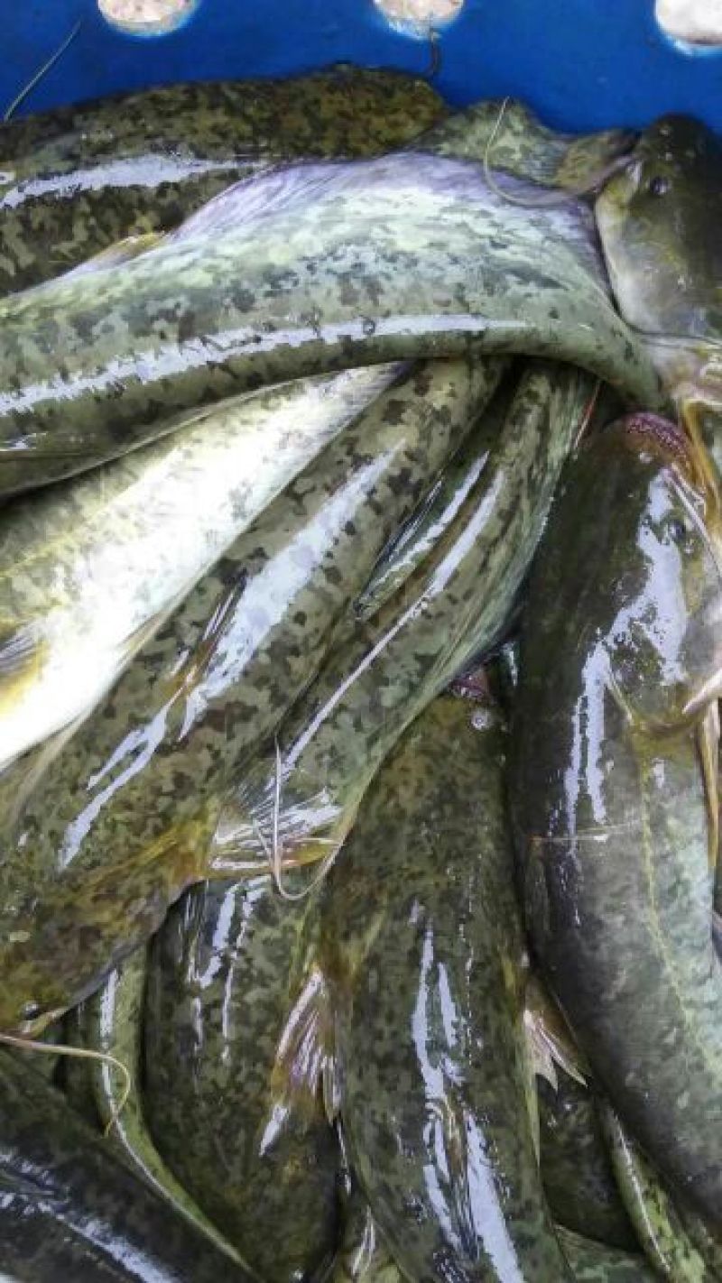土鲶鱼食用
