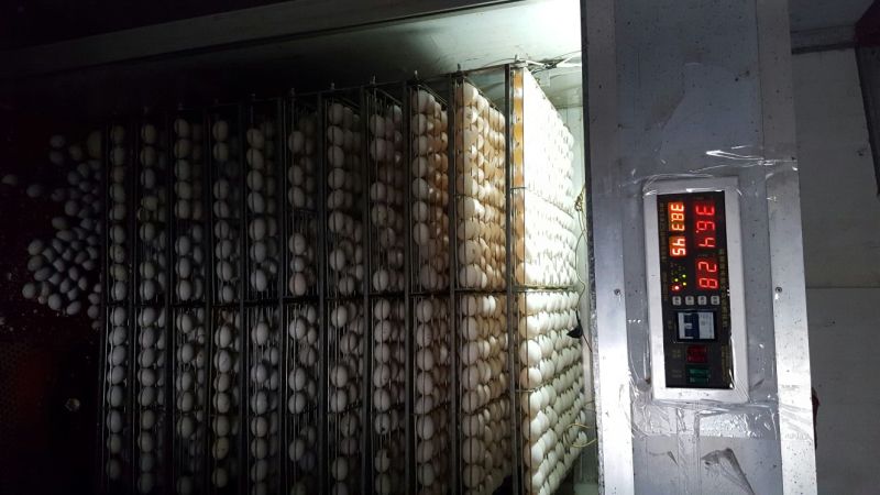 明瓦灰鸽600~700g
