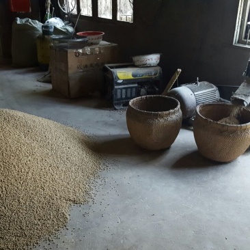 明瓦灰鸽600~700g