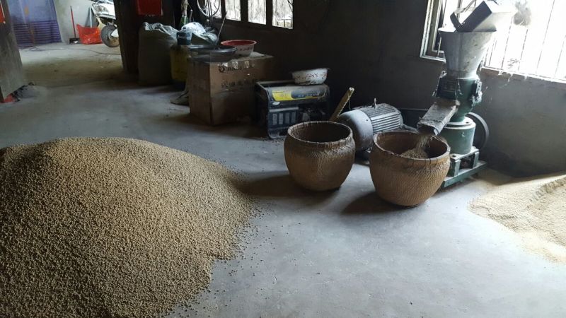 明瓦灰鸽600~700g
