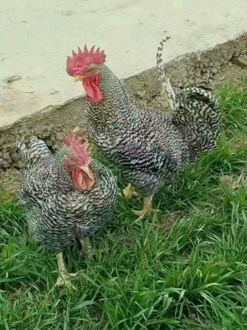 芦花鸡苗出壳苗35~45克雌基地直发货源充足