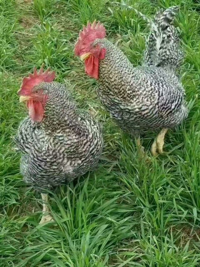 芦花鸡苗出壳苗35~45克雌基地直发货源充足