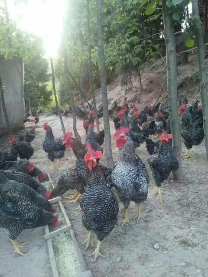 芦花鸡苗出壳苗35~45克雌基地直发货源充足