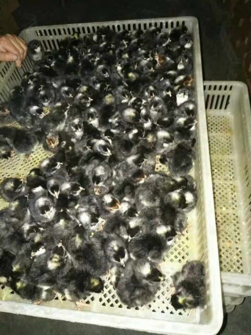 芦花鸡苗出壳苗35~45克雌基地直发货源充足