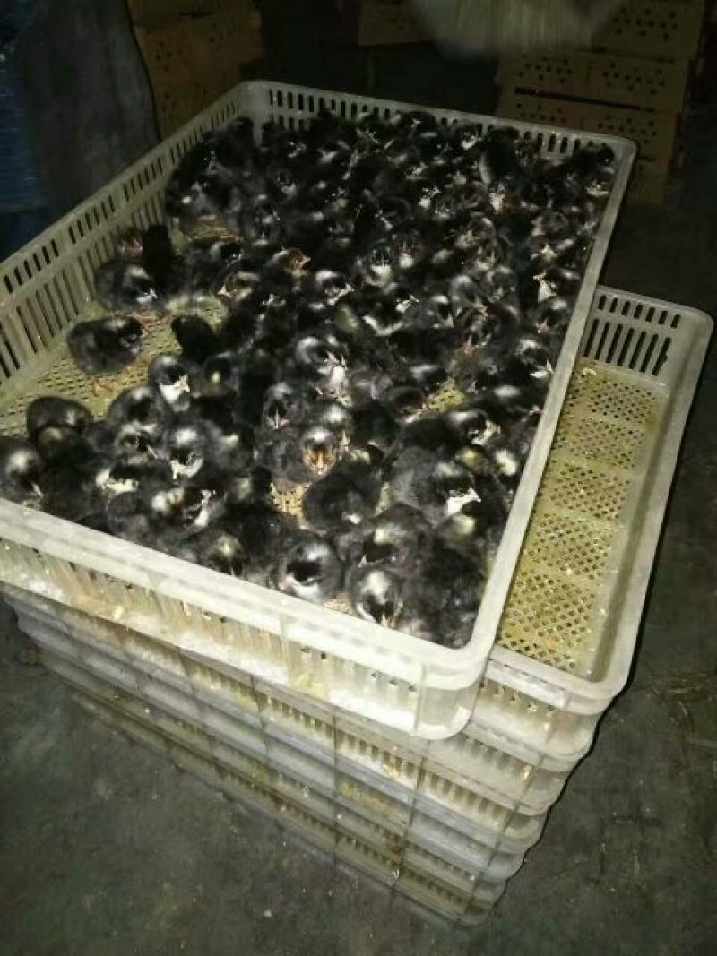 芦花鸡苗出壳苗35~45克雌基地直发货源充足