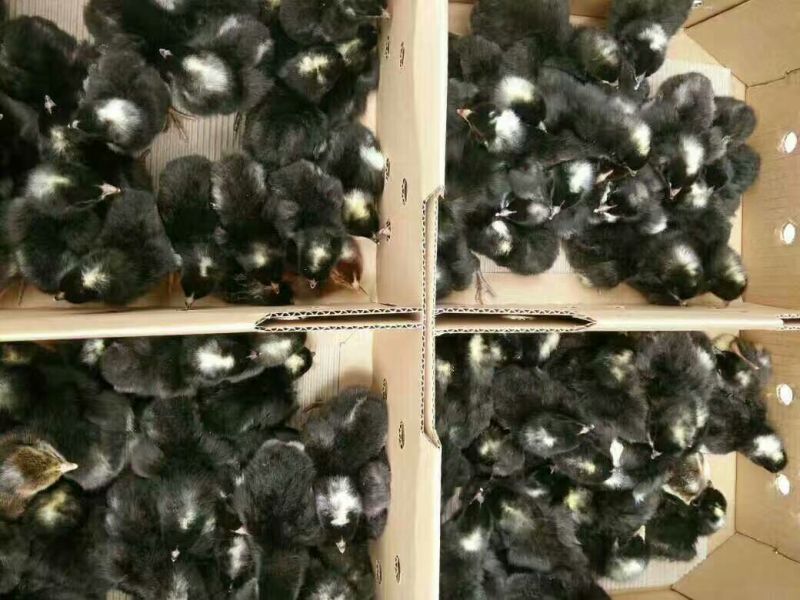 芦花鸡苗出壳苗35~45克雌基地直发货源充足