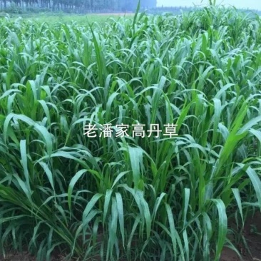 高丹草种子，适口性好，对土质要求不高，生长能力强