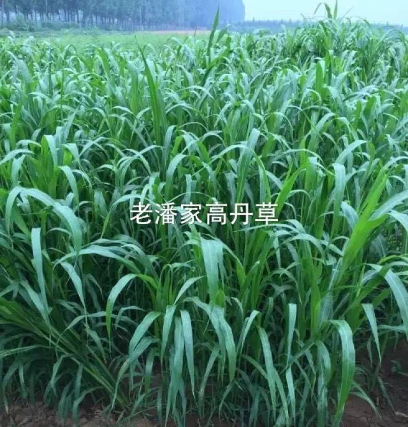 高丹草种子，适口性好，对土质要求不高，生长能力强