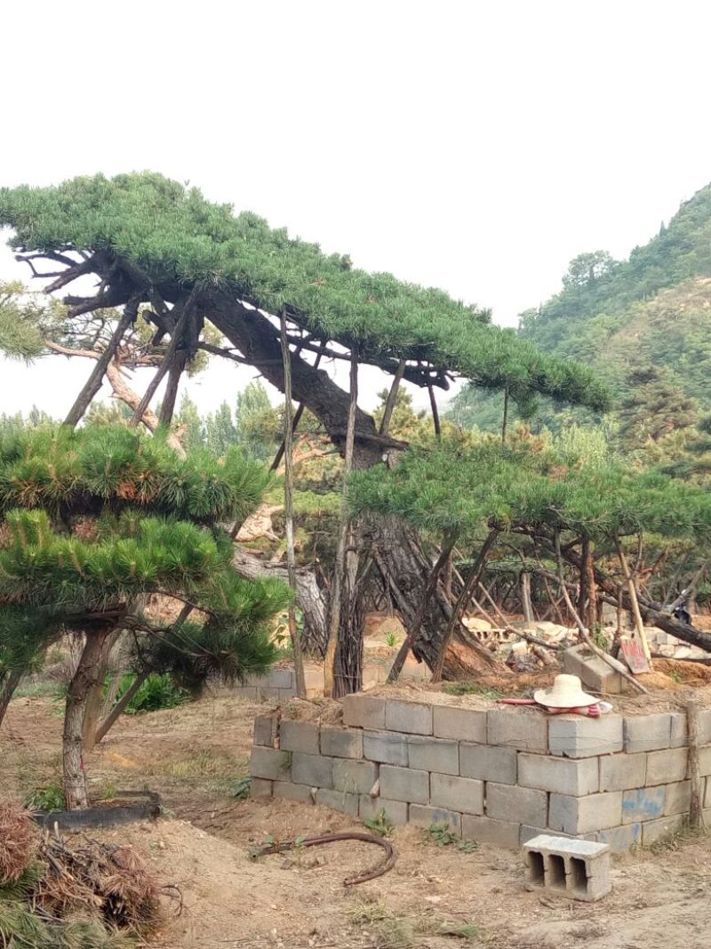 黑皮油松移栽多年生长旺盛造型