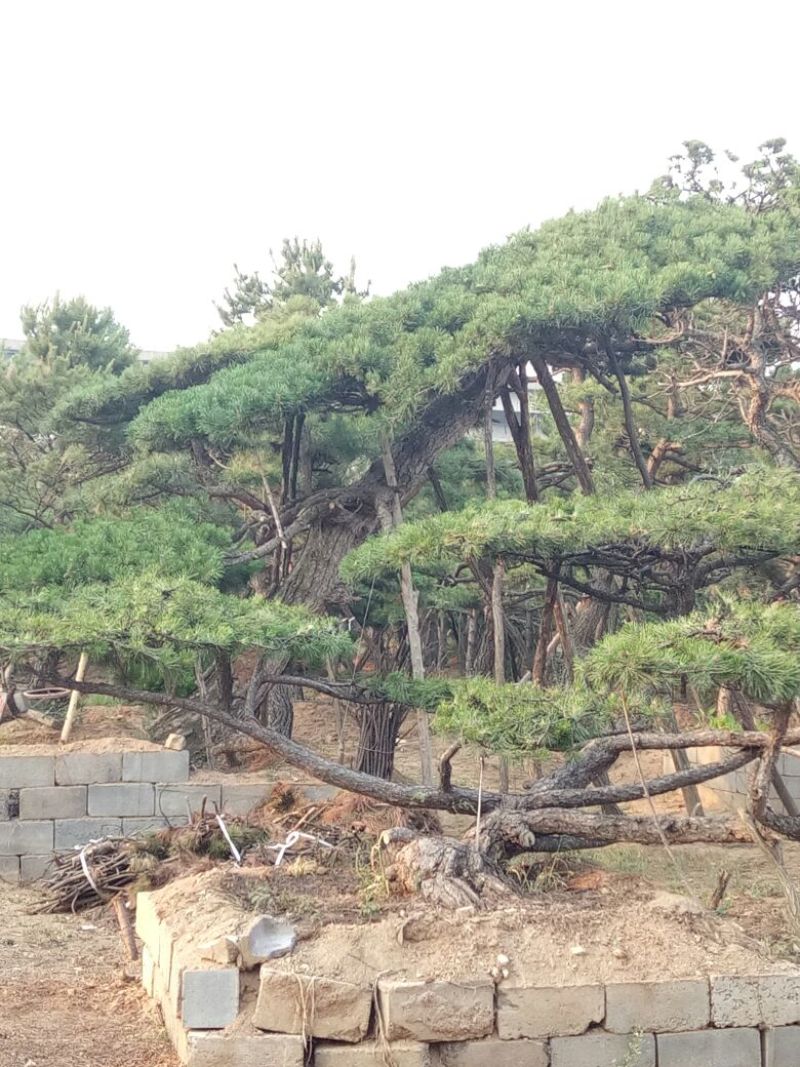 黑皮油松移栽多年生长旺盛造型