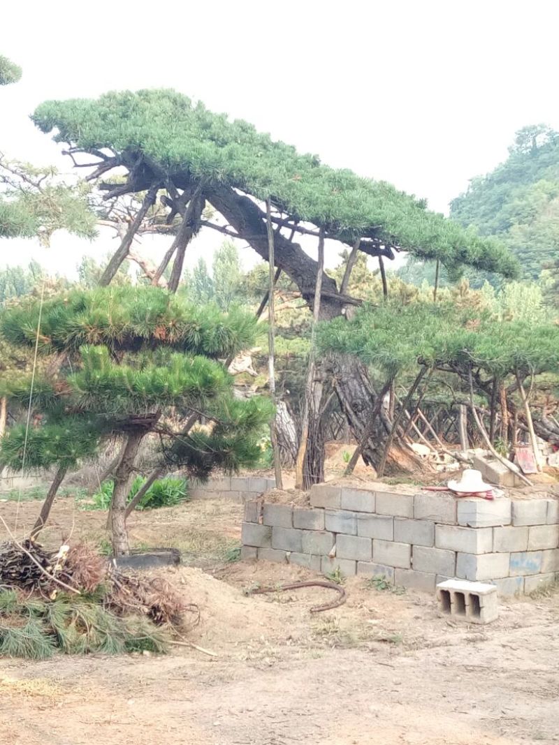 黑皮油松移栽多年生长旺盛造型