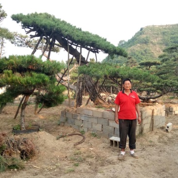 黑皮油松移栽多年生长旺盛造型