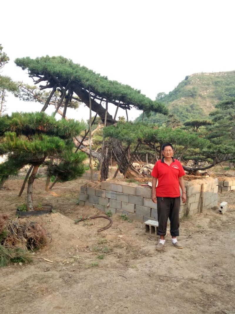 黑皮油松移栽多年生长旺盛造型