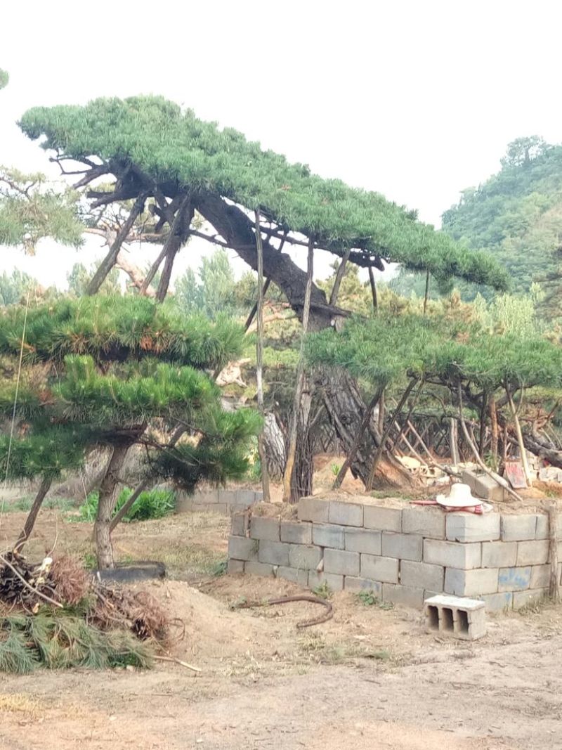 黑皮油松移栽多年生长旺盛造型