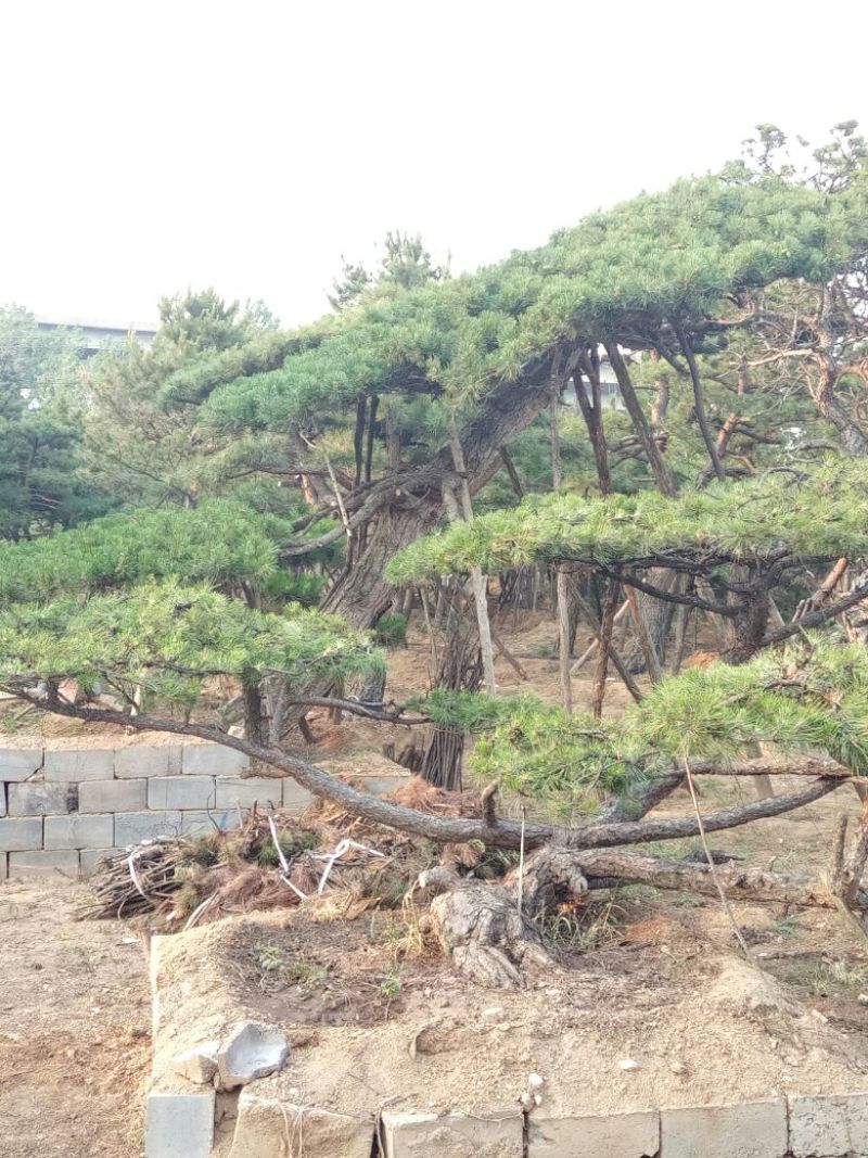 黑皮油松移栽多年生长旺盛造型