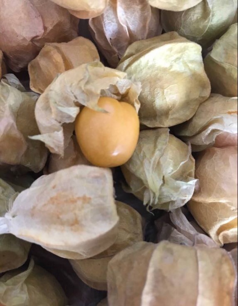 灯笼果