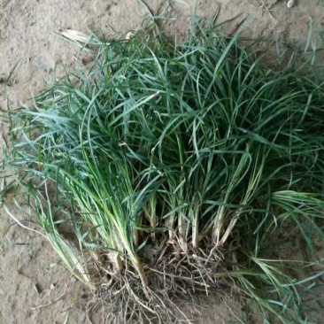 精品麦冬草，玉龙草，金边麦冬，草花基地，时令花