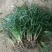 精品麦冬草，玉龙草，金边麦冬，草花基地，时令花
