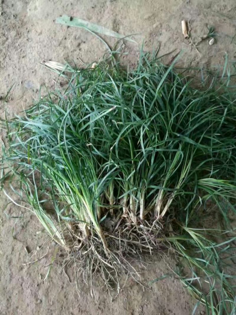 精品麦冬草，玉龙草，金边麦冬，草花基地，时令花