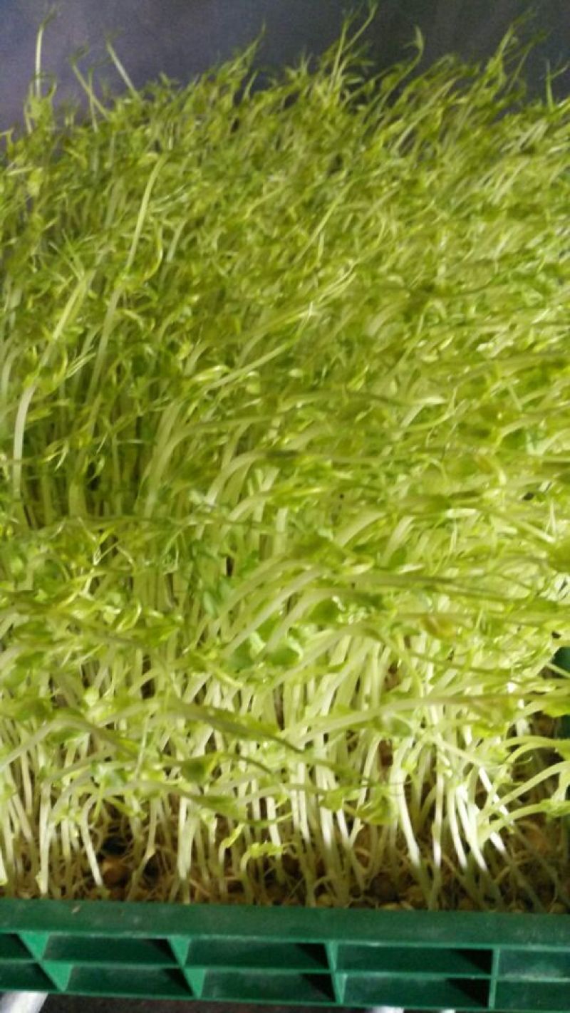 松柳芽苗菜