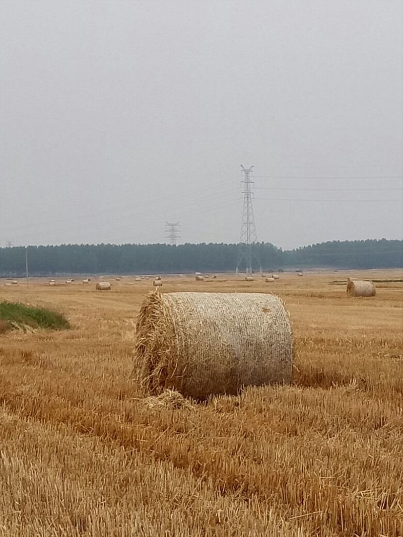 小麦草