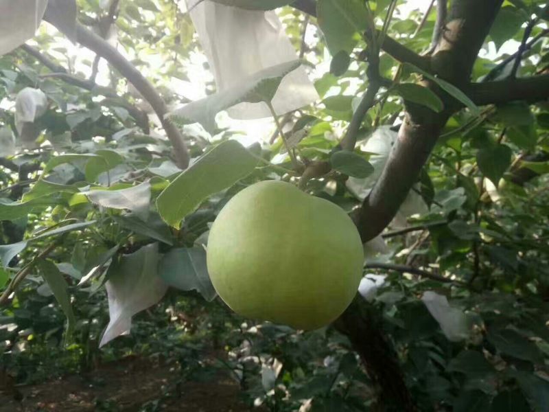 绿宝石梨，陆地套袋绿宝石