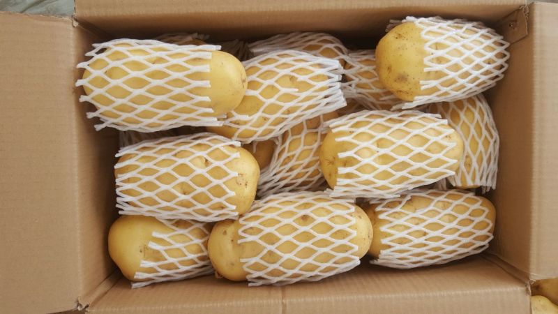 安丘露天土豆半斤冷库陆续出货