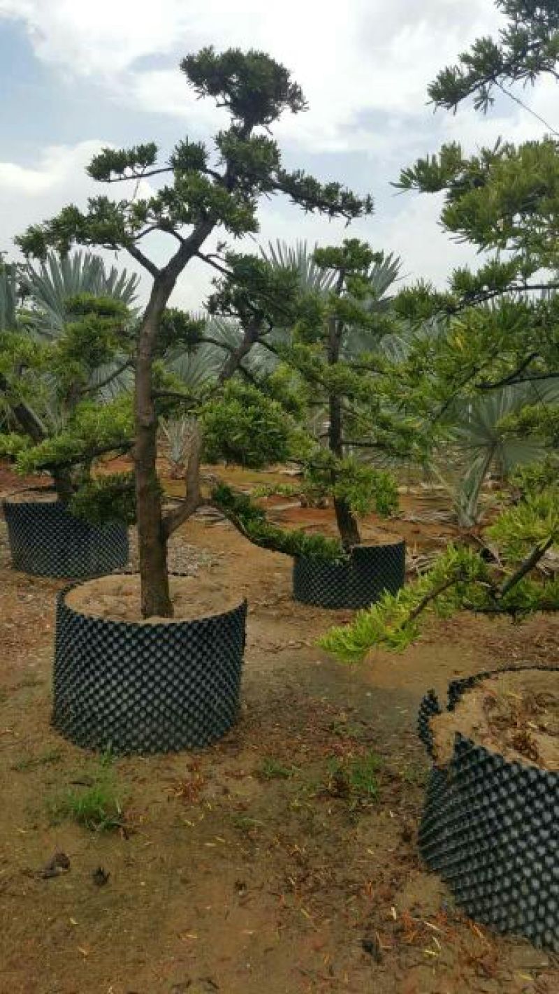 造型松14公分