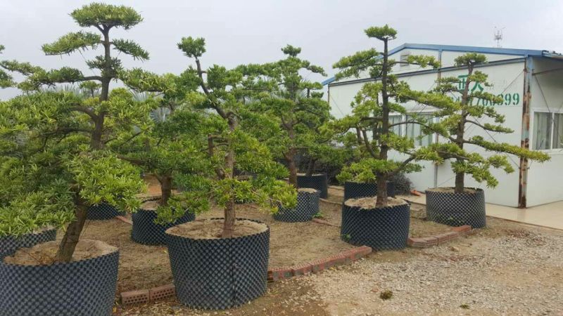 造型松14公分