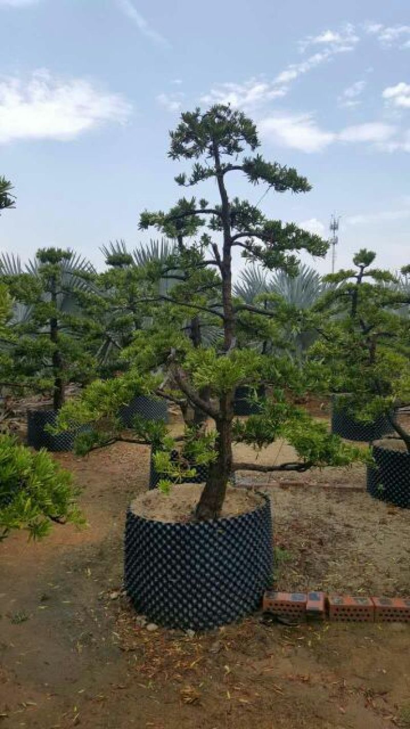造型松14公分