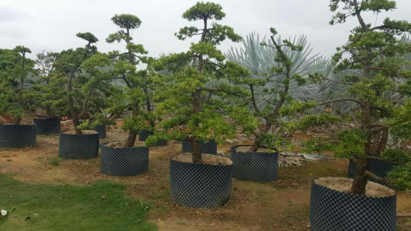 造型松14公分