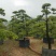 造型松14公分