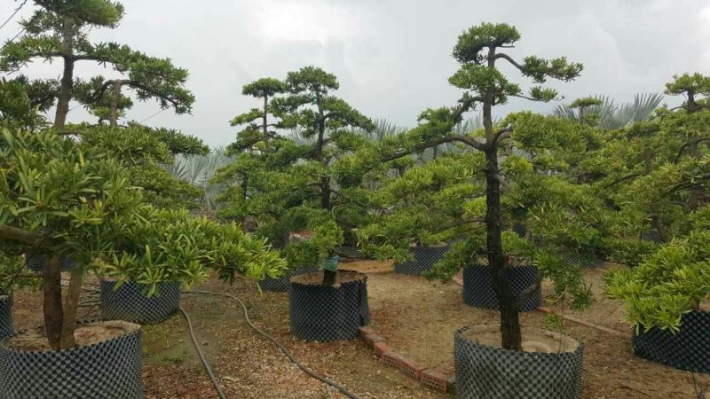 造型松14公分